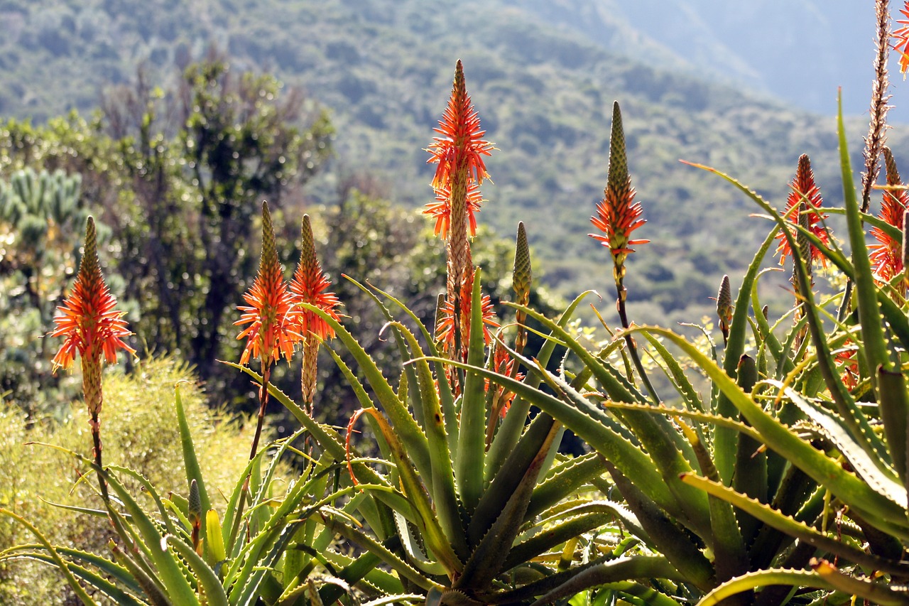 Aloe Vera květy